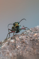Tiger beetle - Calomera littoralis