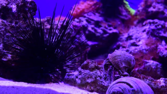 Sea urchin and hermit crab in a marine aquarium 4k video