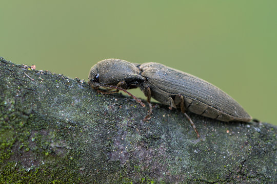 a click beetle - Agriotes pilosellus