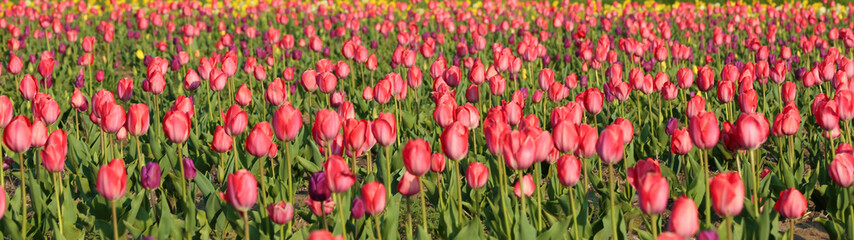 Field with fresh beautiful tulips. Blooming flowers
