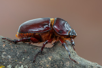 European rhinoceros beetle - Oryctes nasicornis