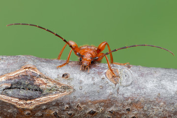 Tanbark Borer - Phymatodes testaceus