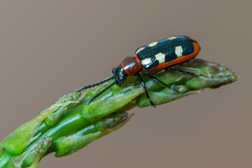 leaf beetle -Common Asparagus Beetle - Crioceris asparagi