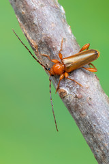Tanbark Borer - Phymatodes testaceus