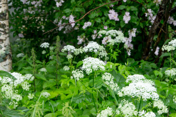 Beautiful meadow, wild flowers and bushes. Flower Bud close-up. grass, greens, plantain.