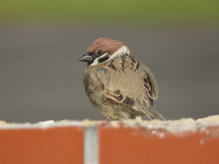 Eurasian tree sparrow