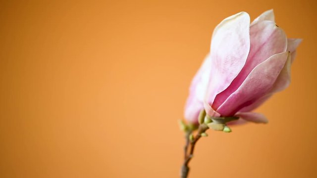 spring beautiful blooming magnolia on a orange