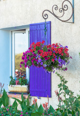 Purple coloured window with colorful flowers in Valensole, Alpes-de-Haute-Provence/France.