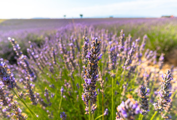 Obraz na płótnie Canvas Lavender fields in Valensole, Alpes-de-Haute-Provence/France / close-up