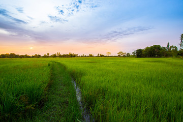 Thailand, Sky, Agricultural Field, Landscape - Scenery, Nature
