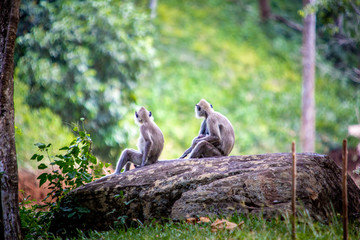 Singe Langur gris du Sri Lanka