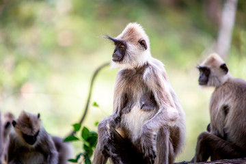 Singe Langur gris du Sri Lanka