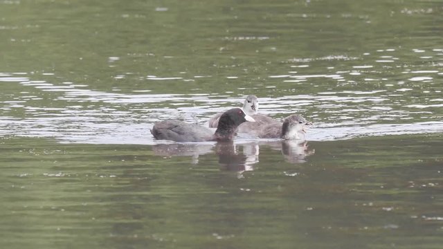 Coot parent and young chicks. ( fulica )
