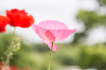 Close up of pink and red Geranium clarkei (Clarke's geranium) in park.