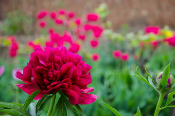 Close-up of beautiful red peony flower in a garden with blurred background with red dots from flower, flower field © Len0r