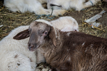 Baby sheep, white and brown lambs lying on the hay in a farm, agriculture, rural scene, cute livestock animals - close-up