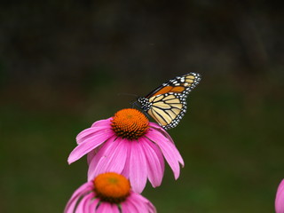 FlowerButterfly