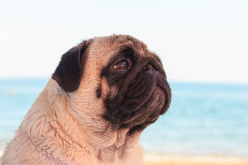Obraz premium Sad pug dog sits on the beach and looks at the sea. Pug relaxing and chilling out