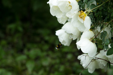 Beautiful meadow, wild flowers and bushes. Flower Bud close-up. grass, 