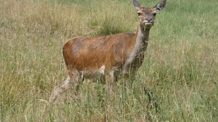 Red deer mother looking after her baby on a beautiful summer day in England