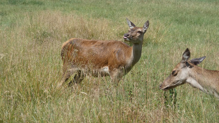Naklejka na ściany i meble Red deer doe being cheeky on a beautiful summer day in England