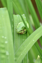 アマガエル
