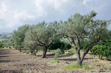 Olivenhain