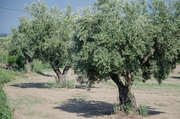 Olivenhain