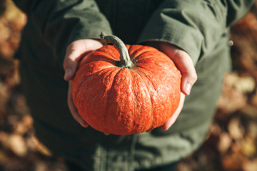 Person or farmer holding a pumpkin. Harvesting or celebrating hollowin or other.