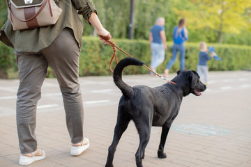 Woman and her black dog - a young woman walking with a dog on a leash on a city Park