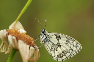 Papillon demi deuil