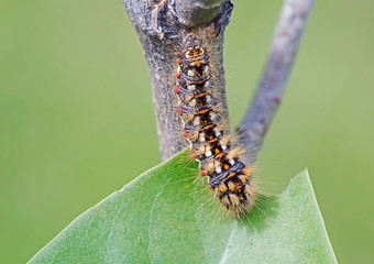 Beautiful caterpillar. Caterpillar with white, black, orange spots on the body, with hairs of different lengths. m, in the form of this combination is reminiscent of the eyes. In between the spots - o