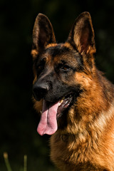 portrait of a german shepherd dog on the grass