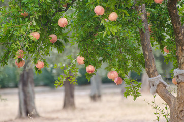 Granatapfelbaum