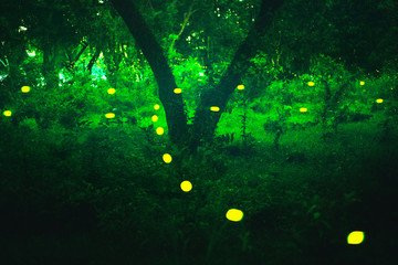Bokeh light of firefly in forest