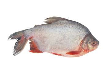 Pacu fish isolated on white background
