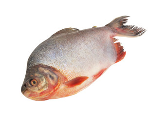 Pacu fish isolated on white background