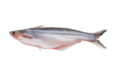 Pangasius macronema fish isolated on white