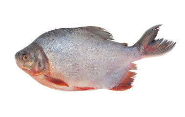 Fresh pacu fish isolated on white background