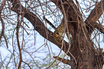 Leopard panthera pardus hidden hiding in tree branch climb climbing down camouflage well...