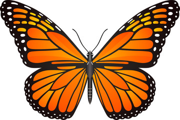 Danaus plexippus