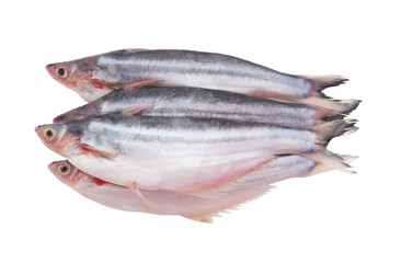 Pangasius macronema fish isolated on white background
