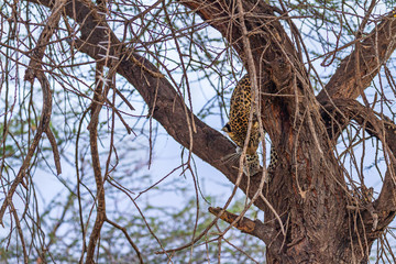 Leopard panthera pardus hidden hiding in tree branch climb climbing down camouflage well...