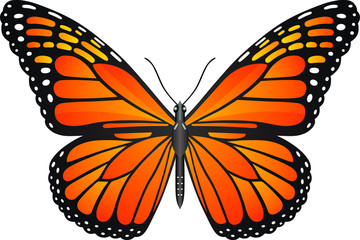 Danaus plexippus