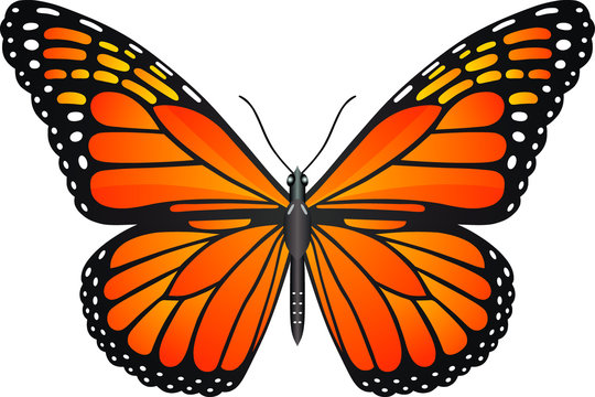 Fototapeta Danaus plexippus