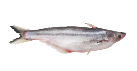 Pangasius macronema fish isolated on white