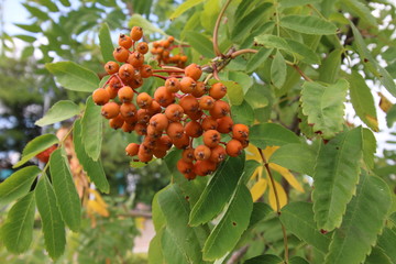 Ветка оранжевой рябины