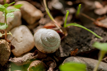 Close-up on a snail's white shell sitting on the gound