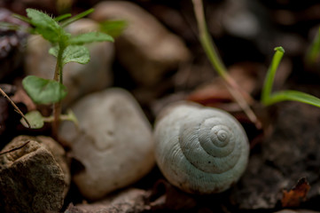 Close-up on a snail's white shell sitting on the gound
