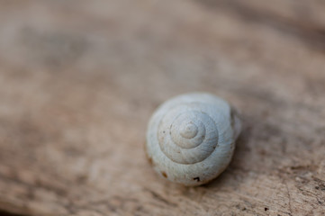 Close-up on a snail's white shell sitting on a log